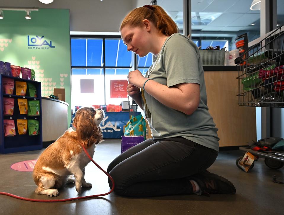 Dog daycare counselor Abbey Strilka has a training session with Cavalier King Charles Lucy, 3, at Loyal Companion in Lakeway Commons on Route 9 in Shrewsbury.
