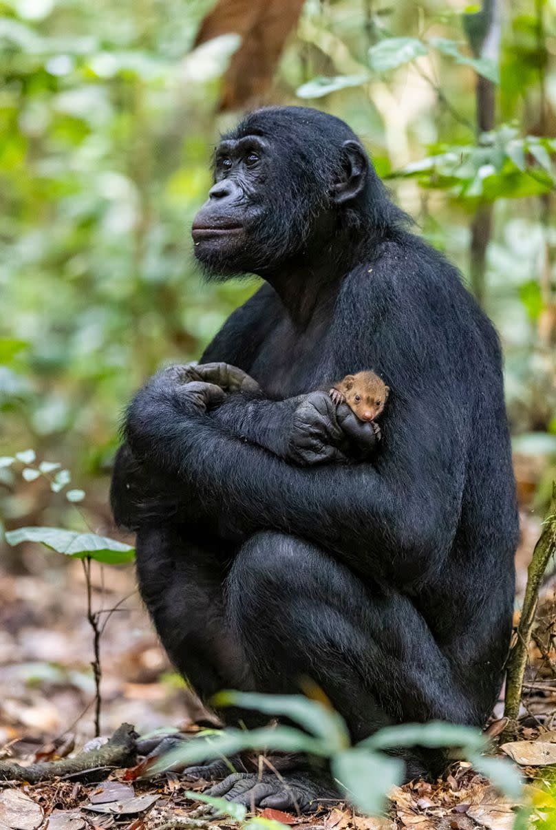 Nature inFocus Awards / Christian Ziegler