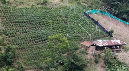 View of a marijuana field in the mountains of Tacueyo, Cauca, Colombia, February 10, 2016. REUTERS /Jaime Saldarriaga