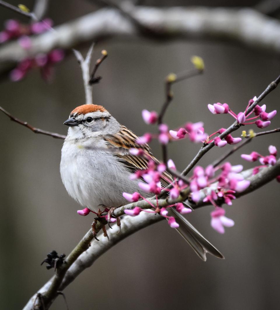 A chipping sparrow in redbud.
