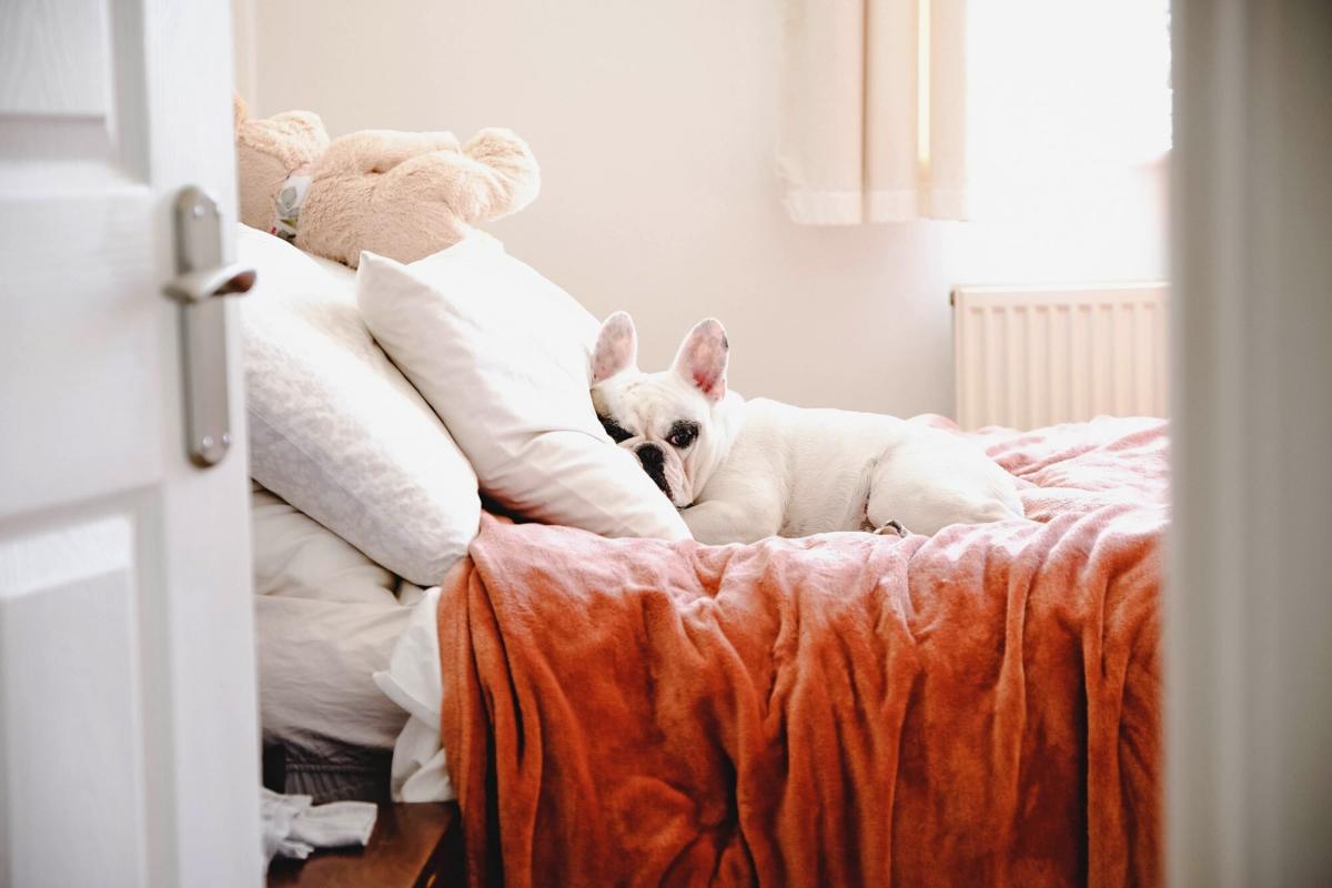 How to Clean Dog or Cat Urine Stains From Your Mattress