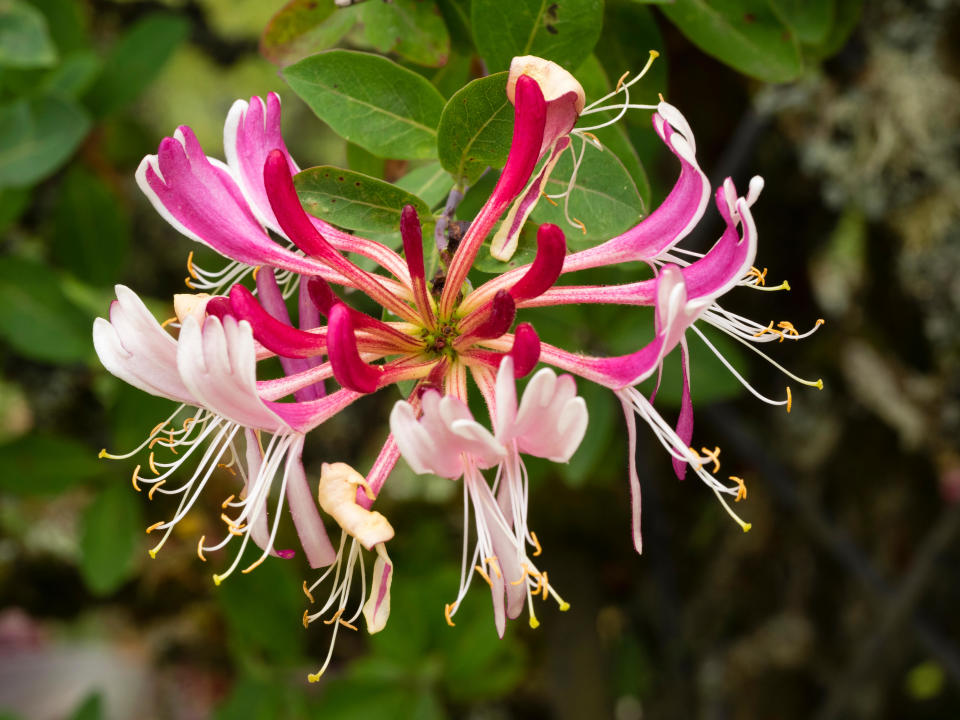 LONICERA 'SEROTINA'