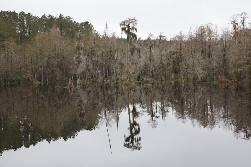 Catherine Opie. Untitled #7 (Swamps) 2019. Courtesy Regen Projects, Los Angeles and Lehmann Maupin, New York, Hong Kong, London, and Seoul