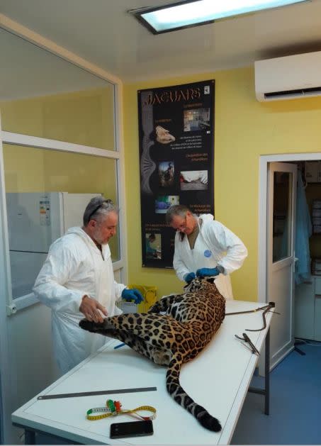 Décongelé, le corps de Jafar le jaguar a été pesé et mesuré sous toutes les coutures. L\'opération sera répétée sur son corps une fois décharné. Crédit : Eric Pellé et Vincent Cuisset