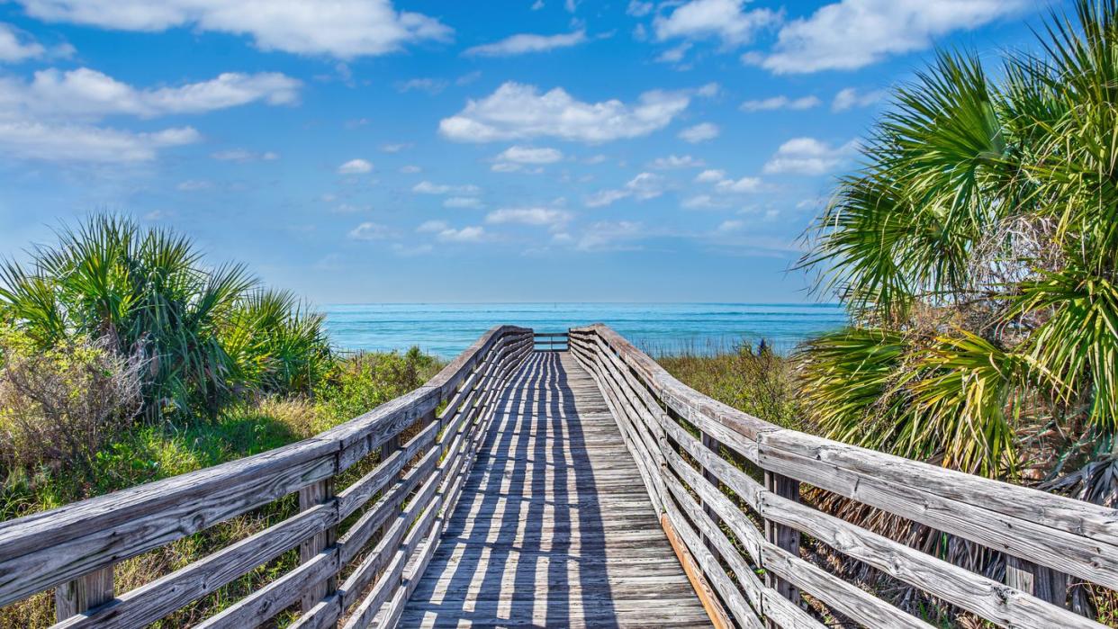 wooden boardwalk to the beach surrounded by palm trees in florida honeymoon island