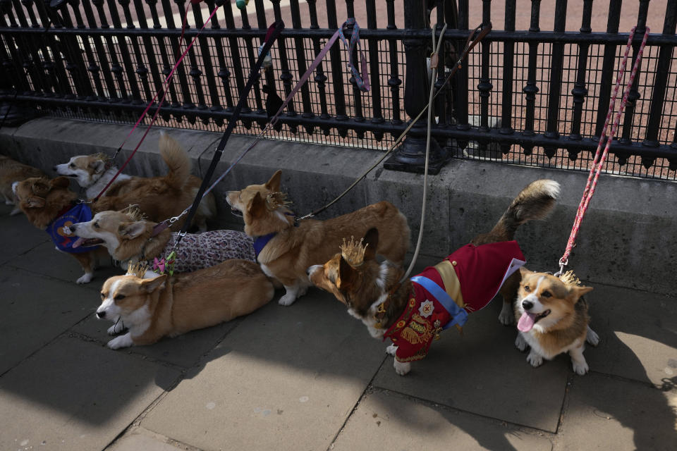 Ruffus a Cardiganshire Corgi, second right, takes part in a parade of corgi dogs outside Buckingham Palace in memory of the late Queen Elizabeth II, in London, Sunday, Sept. 3, 2023. Royal fans and their pet corgis have gathered outside Buckingham Palace to remember Queen Elizabeth II a year on since the late monarch's death. Around 20 corgi enthusiasts dressed up their pets in crowns, tiaras and royal outfits and paraded them outside the palace in central London Sunday to pay tribute to Elizabeth, a well-known lover of the dog breed. (AP Photo/Alastair Grant)