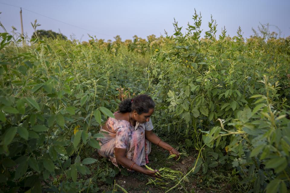 D Rani, a natural farmer, harvests peas as she works at her farm in Pamidipadu village, Bapatla district of southern India's Andhra Pradesh state, Sunday, Feb. 11, 2024. The area has become a positive example of the benefits of natural farming, a process of using organic matter as fertilizers and pesticides that makes crops more resilient to bad weather. (AP Photo/Altaf Qadri)