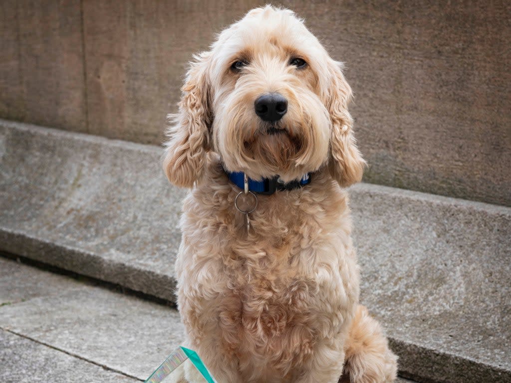 Jasper the cockapoo was awarded the title ‘Animal of the Year’ in 2021 by the International Fund for Animal Welfare (IFAW)