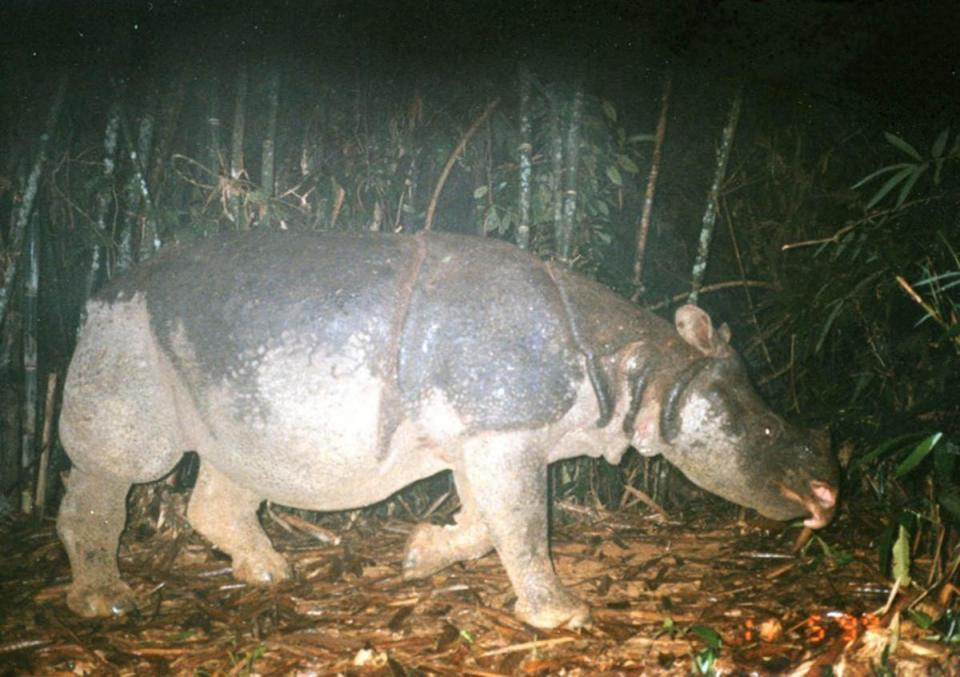 Populations of critically endangered Javan rhinos have increased since 2017 (WWF Greater Mekong/PA) (PA Media)