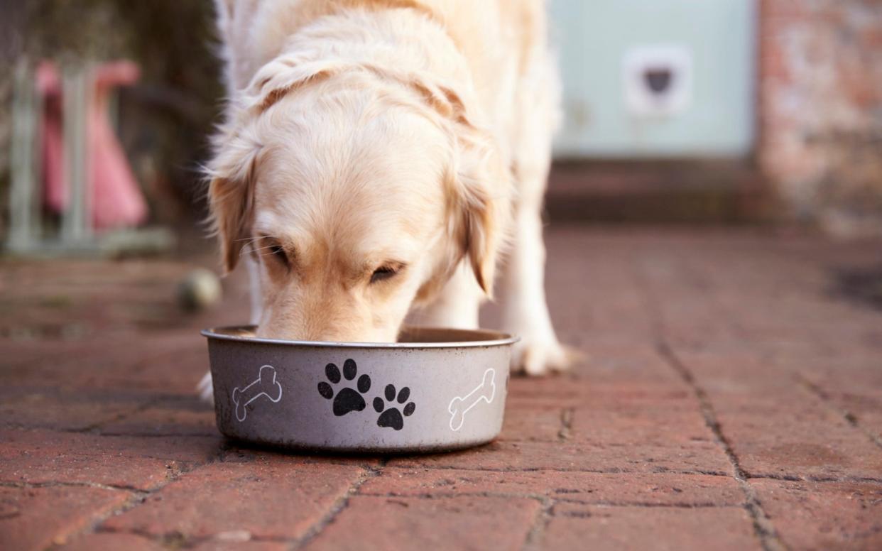 Dog eating from bowl - Monkey Business Images