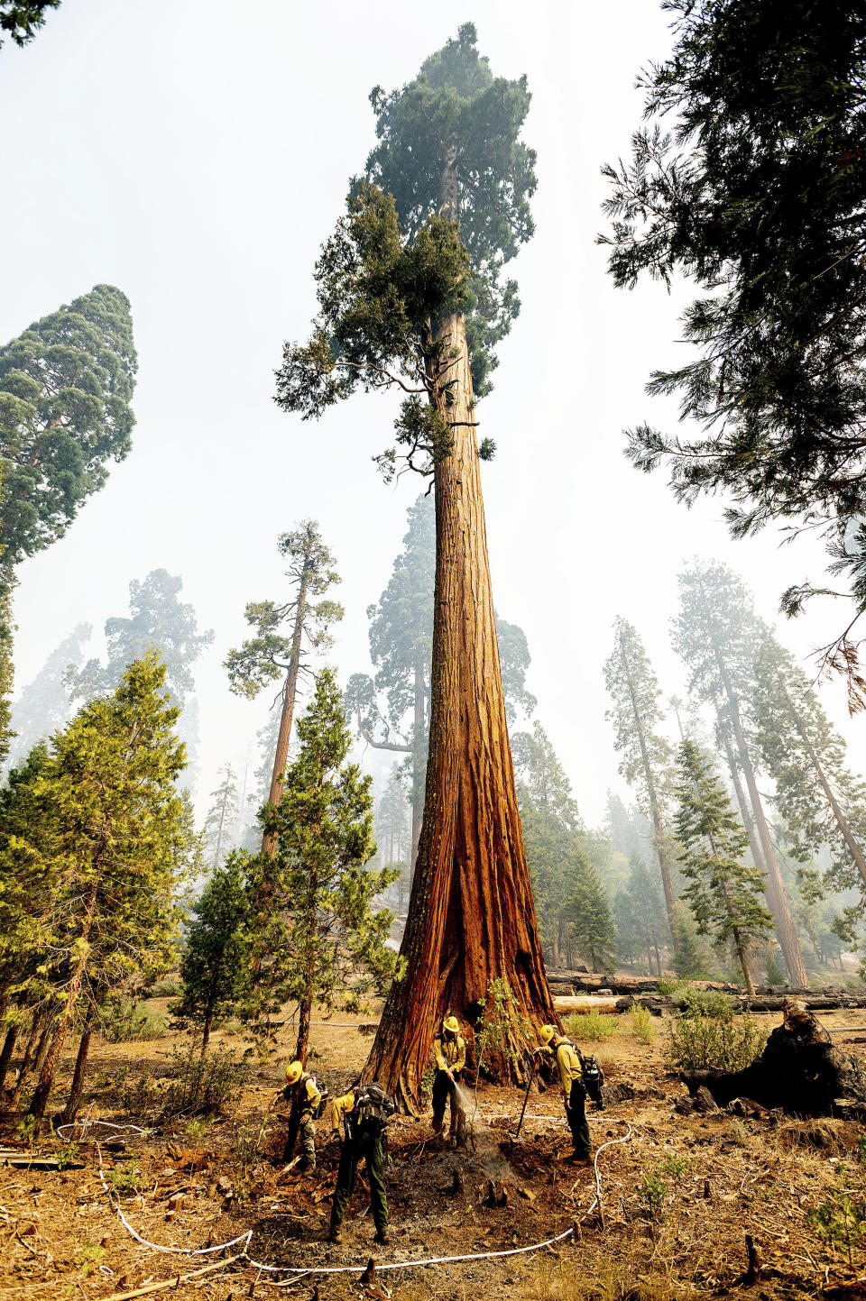 Firefighters mop up hot spots in the Trail of 100 Giants grove of the Sequoia National Forest, Calif., on Monday, Sept. 20, 2021. (AP Photo/Noah Berger)