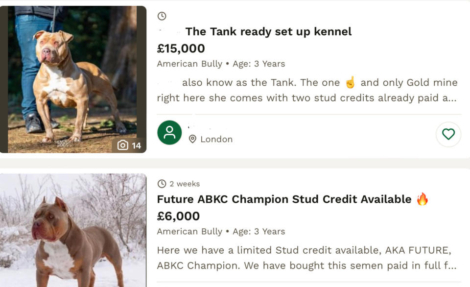 Websites show breeders selling their dogs following a drop in demand. (Screengrab)