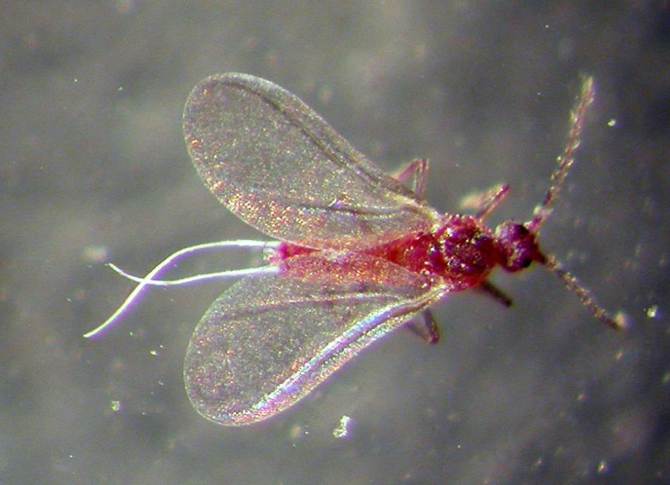 Close up of a male mealybug.