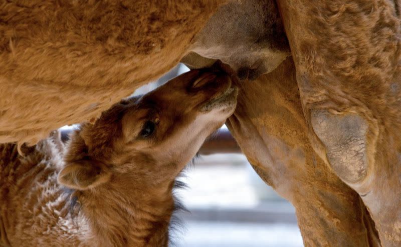 Was ist Kamelmilch, „der nächste große Ernährungstrend“?