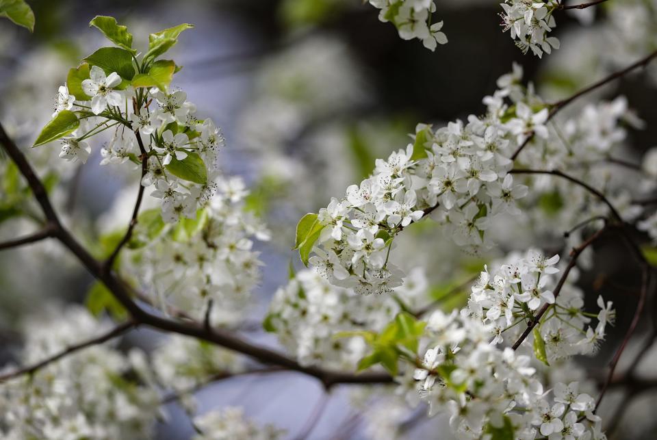 A Bradford pear tree, a popular cultivar of Callery pear, is shown in blossom.