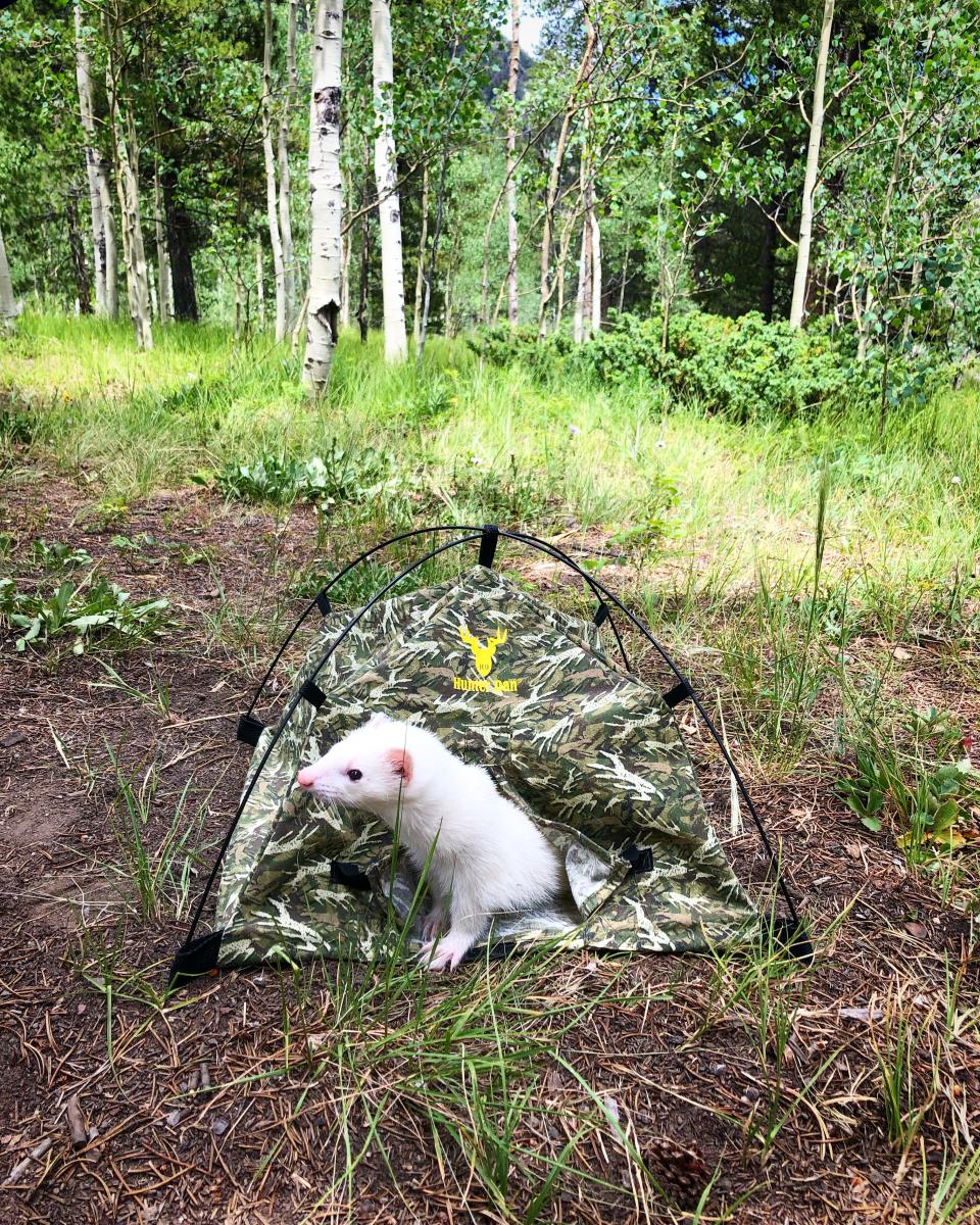 Oliver the Hiking Ferret in a tiny tent. (Lauren Smith)