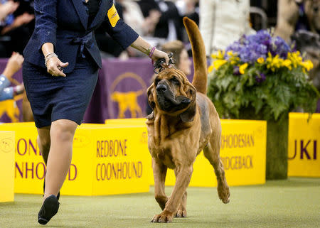 A bloodhound takes part in the judging of The 142nd Westminster Kennel Club Dog Show in New York, U.S., February 12, 2018. REUTERS/Brendan McDermid