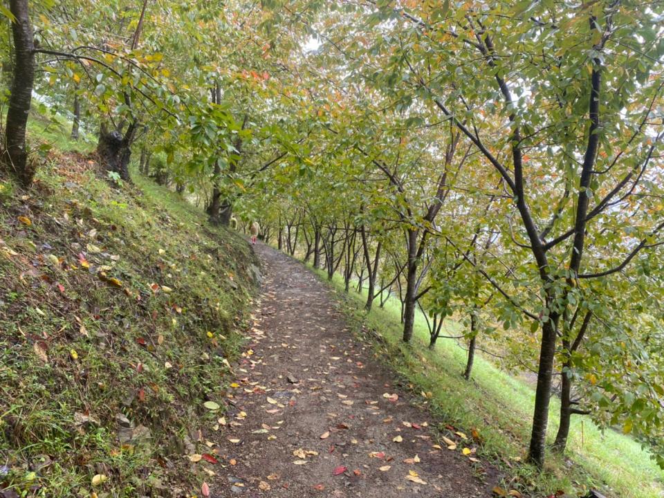 五彩繽紛的森林步道，是十月的司馬庫斯景觀。