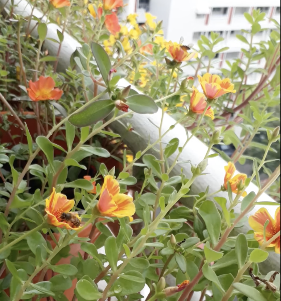 Bees among flowers in a housing estate in Singapore. (Screenshot from video by Gumamela Red/Facebook)