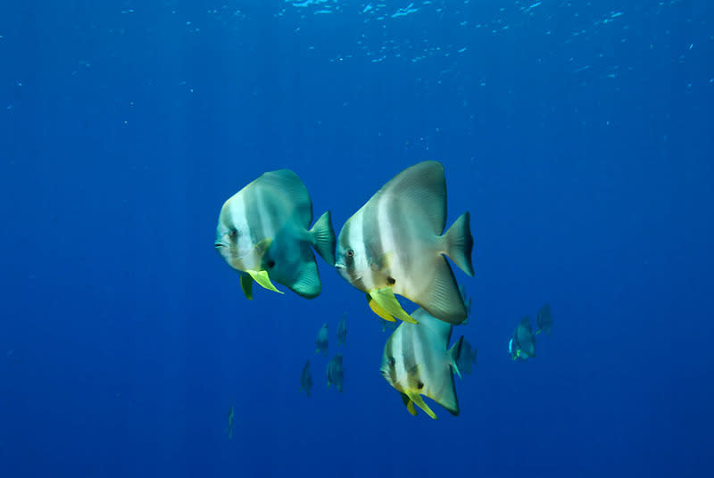 Batfishes in the blue (Platax teira), New Britain, Papua New Guinea. Copyright:              © Jurgen Freund / WWF-Canon