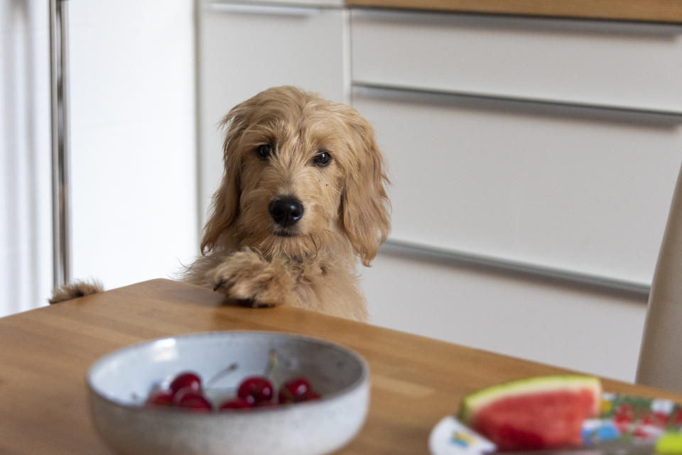 A mini goldendoodle looks over the edge of the table. (Photo by Stephan Schulz/picture alliance via Getty Images)