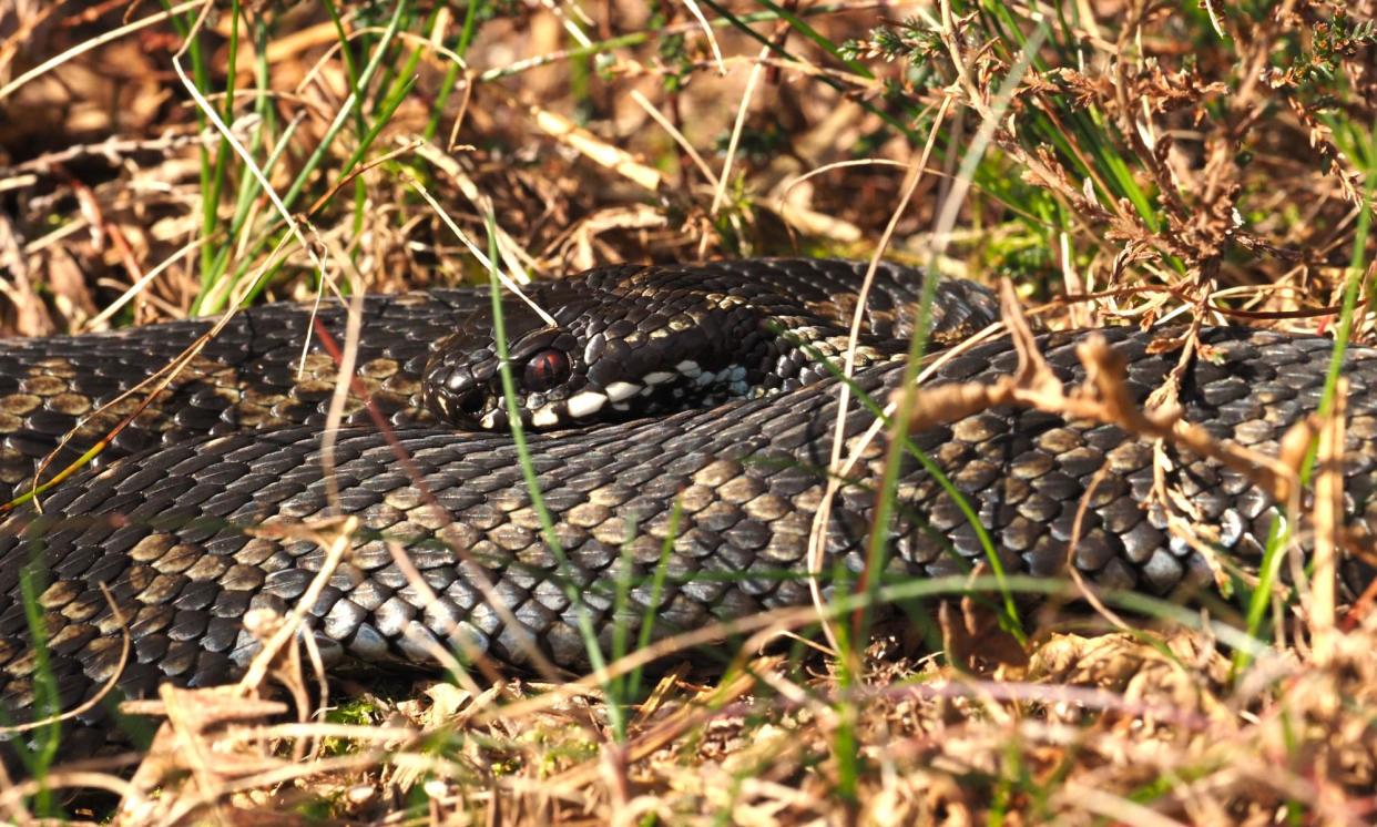 <span>A sunbathing female adder with her polished-garnet eye.</span><span>Photograph: Mark Cocker</span>