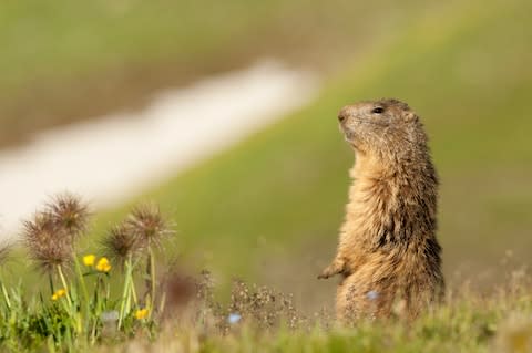 The marmot is everywhere in Gran Paradiso during summer - Credit: GETTY