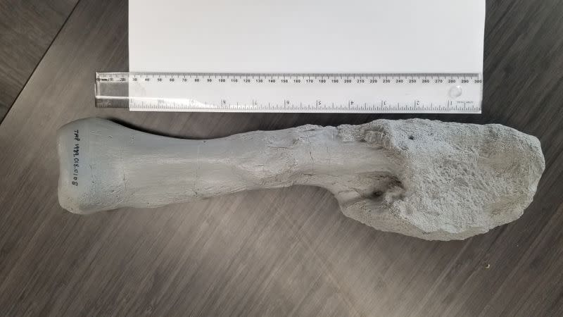 A comparison between thin sections of the cancerous leg bone and normal shin bone of the horned dinosaur Centrosaurus apertus