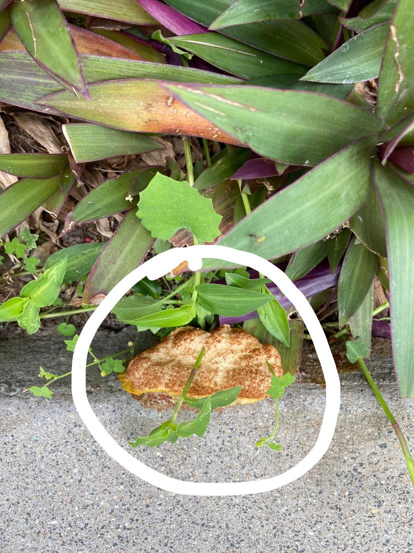 An egg-like substance, known as dog vomit slime mould, is seen on the pavement next to plants. 