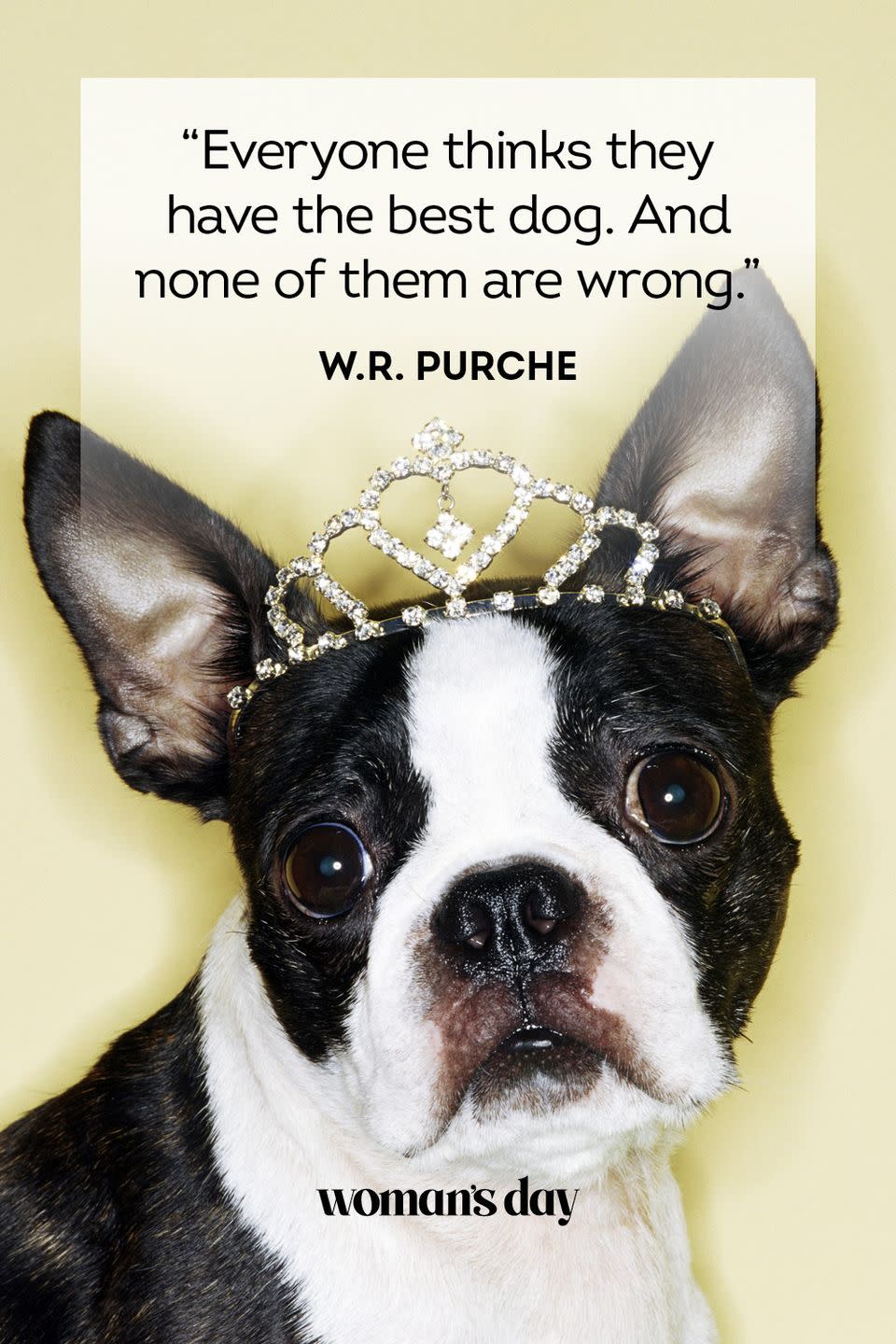 <p>“Everyone thinks they have the best dog. And none of them are wrong.”</p>