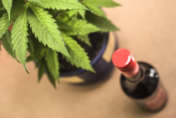 A potted cannabis plant sitting next to a bottle of red wine.