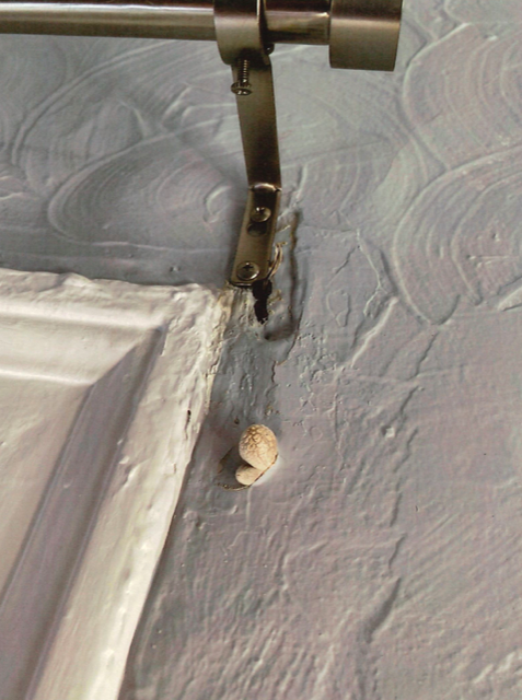 Mushrooms growing in J-Michael Roberts' condominium in the Santander on Deal Lake Drive in Asbury Park.