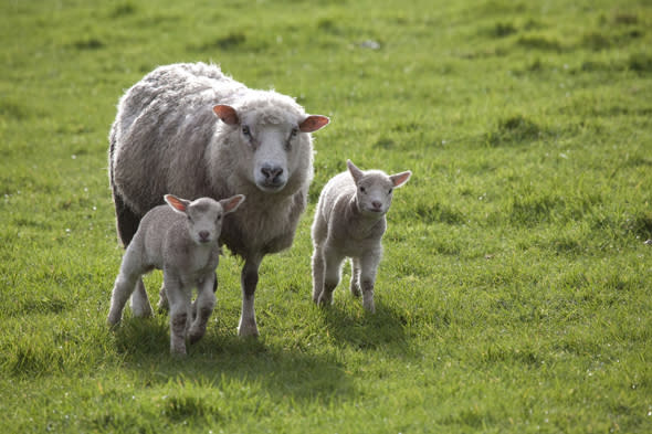 Mandatory Credit: Photo by Food and Drink/REX (3401581a) Lambs Food and Drink  