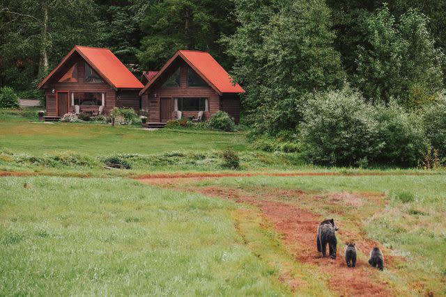 <p>Max St John/Drink Tea & Travel</p> A grizzly-bear family ambles through the grounds of Tweedsmuir Park Lodge, in Stuie, British Columbia.