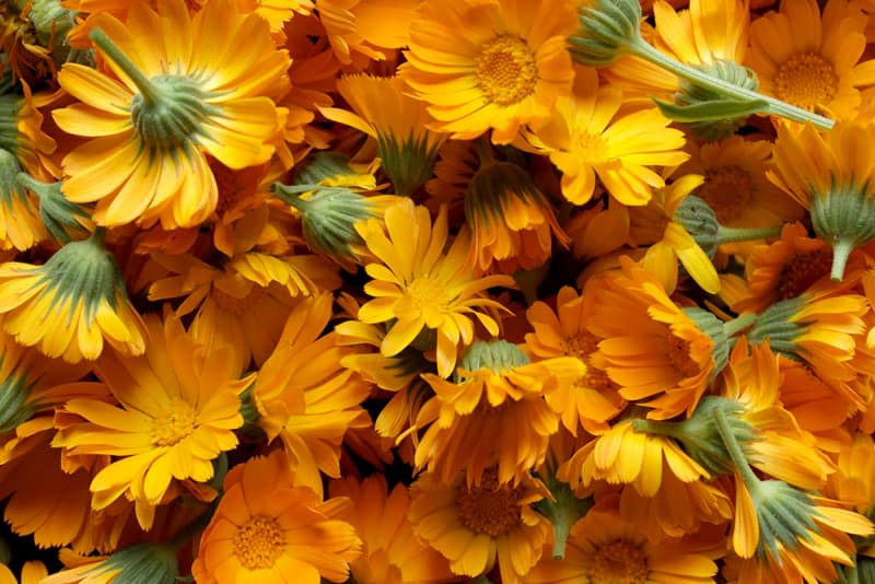 Background with Calendula. Medicinal herbs. Summer