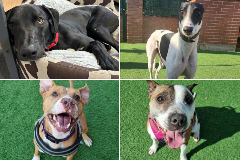 So many adorable dogs are searching for loving homes.