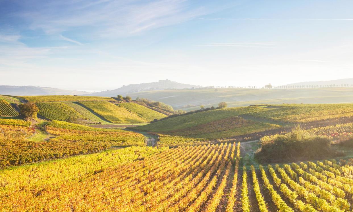 <span>The vineyards of Sancerre during autumn in the Loire Valley, France.</span><span>Photograph: Julian Elliott Photography/Getty Images</span>