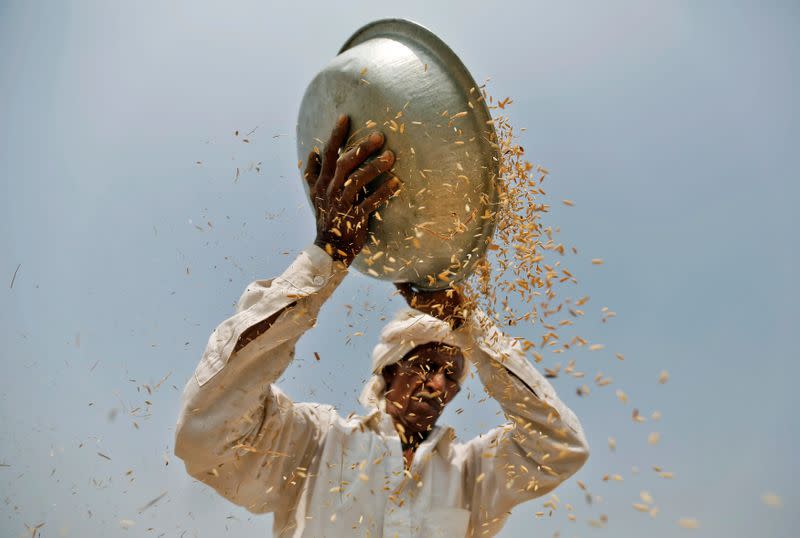 A farmer winnows rice in a field on the outskirts of Ahmedabad