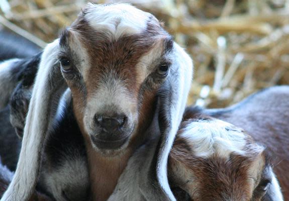 (Photo: Redwood Hill Farm and Creamery)