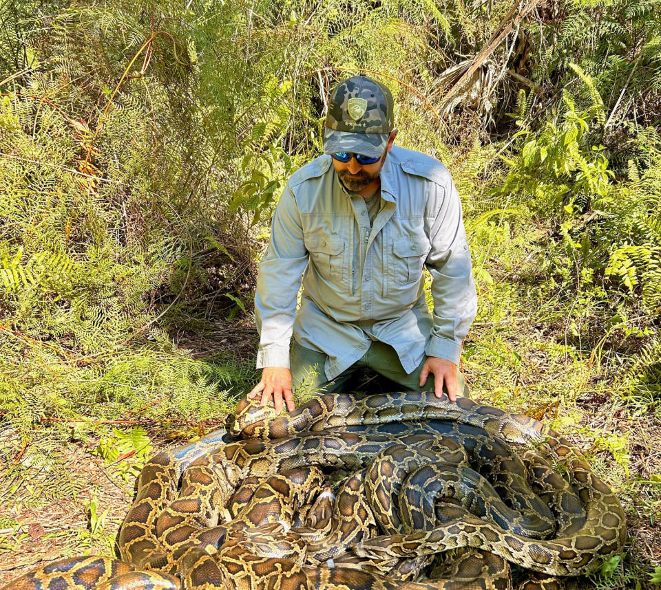 Conservancy wildlife biologist, Ian Bartoszek, with a large mating ball of pythons captured in southwest Florida. (Courtesy of Conservancy of Southwest Florida)