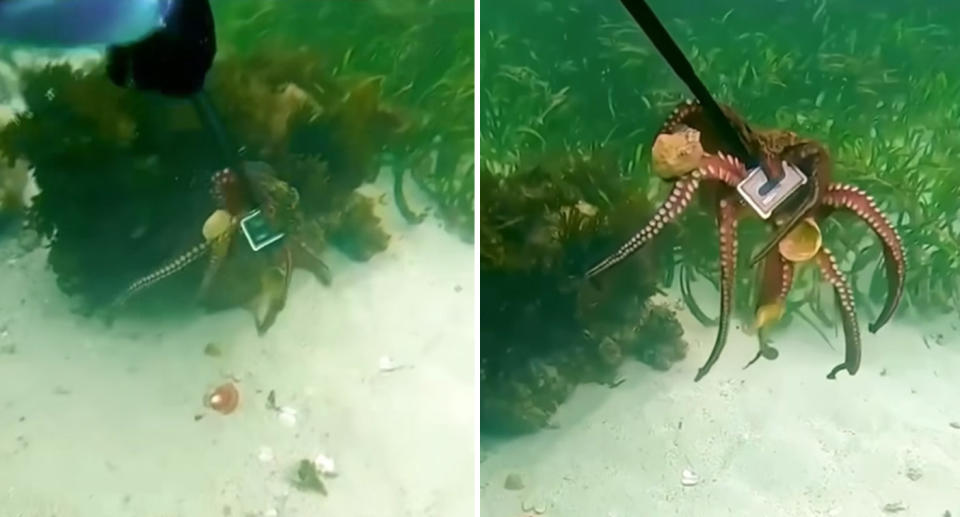 The snorkeler can be seen holding one end of the selfie stick with the octopus and GoPro camera at the other. 