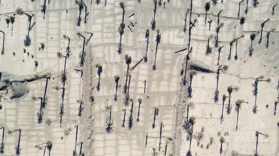 An aerial view of dead palm trees in the Nkob town, near Zagora, Morocco, Monday, Nov. 28, 2022. The centuries-old oases that have been a trademark of Morocco are under threat from climate change, which has created an emergency for the kingdom's agriculture. (AP Photo/Mosa'ab Elshamy)