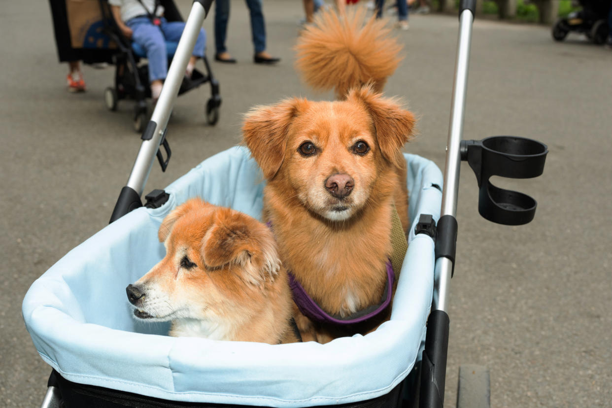 The increasingly common sight of pet dogs in strollers instead of on their paws, at Central Park in Manhattan, June 12, 2024. (Graham Dickie/The New York Times)