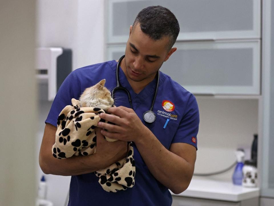 Veterinarian Kostis Larkou tends to a cat suffering from Feline Infectious Peritonitis (FIP), at clinic in Nicosia on June 20, 2023.