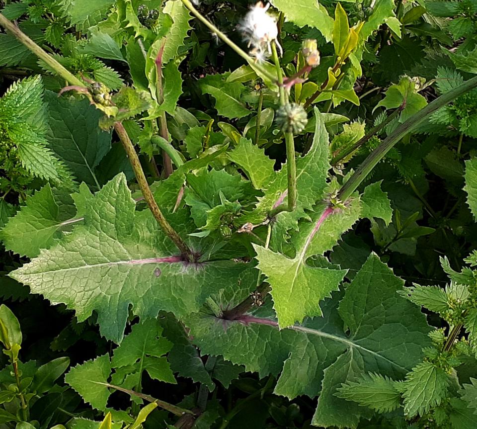 Sow thistle weed wants to reseed; pull it asap.