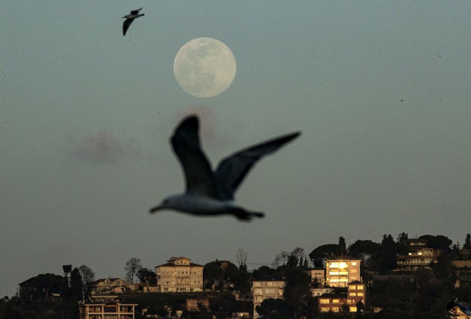 supermoon seagulls