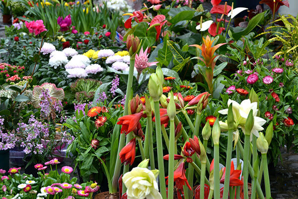 Elegir plantas nativas de donde vives facilitaría su cuidado y superviviencia. Foto: etorres69 / iStockphoto