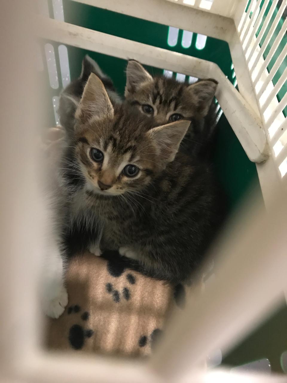 The two females and two male kittens were presumed to be about six weeks old. Source: RSPCA SA