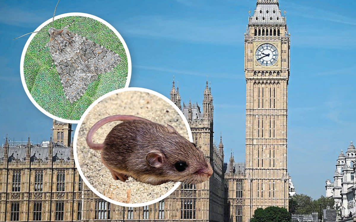 Parliamentary pests ( )