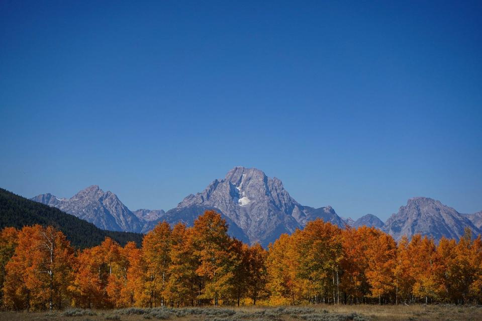 Orange fall foliage on quaking aspens in Grand Teton National Park